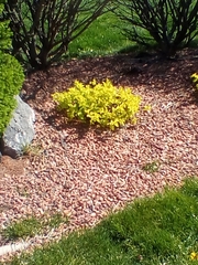 Floerkea proserpinacoides