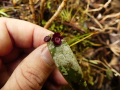 Pleurothallis lacera
