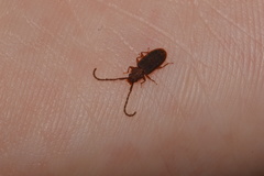 Uleiota truncata