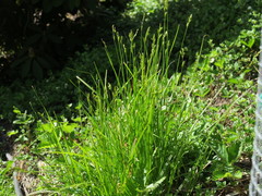 Carex deweyana