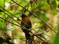 Oreothraupis arremonops