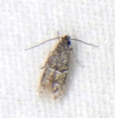 Tineidae clade b