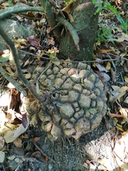 Dioscorea mexicana