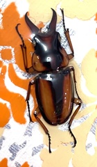 Prosopocoilus