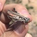 Texas Range Grasshopper - Photo (c) Alex Harman, some rights reserved (CC BY-NC), uploaded by Alex Harman