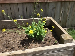 Brassica rapa pekinensis