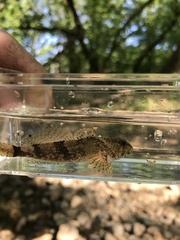 Cottus carolinae