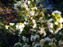 Orophanes