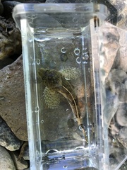 Cottus carolinae