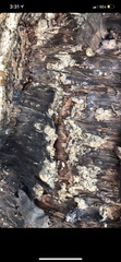 Dendroctonus frontalis
