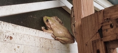 Osteopilus septentrionalis