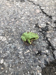 Hyla japonica