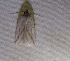 Amolita obliqua