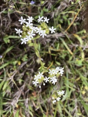 Valerianella nuttallii