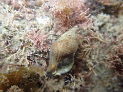 Pagurus novizealandiae