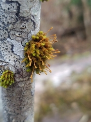 Ulota obtusiuscula