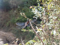 Libellula herculea