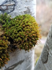 Ulota obtusiuscula
