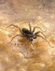 Pardosa littoralis