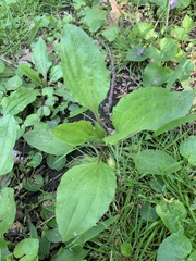 Plantago rugelii