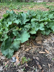 Arctium