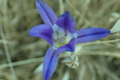 Brodiaea elegans