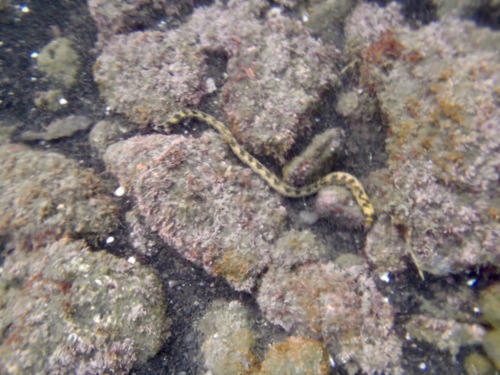 Myrichthys magnificus