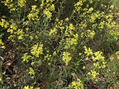 Erysimum crepidifolium