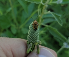 Calocoris barberi