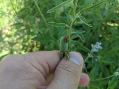 Calocoris barberi