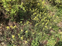 Erysimum crepidifolium