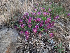 Astragalus buschiorum