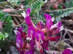 Astragalus buschiorum