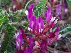Astragalus buschiorum