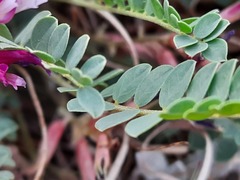 Astragalus buschiorum