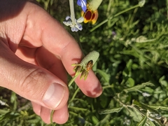 Calocoris barberi