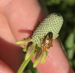 Calocoris barberi