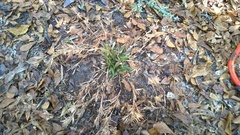 Dichanthelium scabriusculum