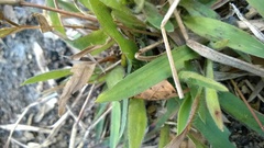 Dichanthelium scabriusculum