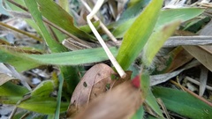 Dichanthelium scabriusculum