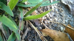 Dichanthelium scabriusculum