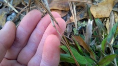 Dichanthelium scabriusculum