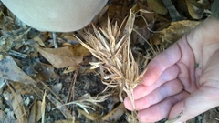 Dichanthelium scabriusculum