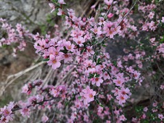 Prunus incana