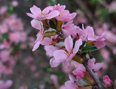 Prunus incana