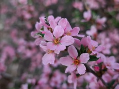 Prunus incana