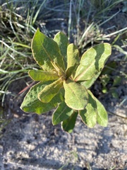 Asclepias tomentosa