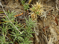 Perezia recurvata