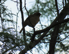Agelaioides fringillarius