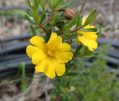 Hibbertia hypericoides